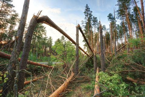 Uprooted trees after a storm.